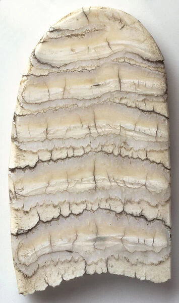 Polished Section of Elephant Tooth