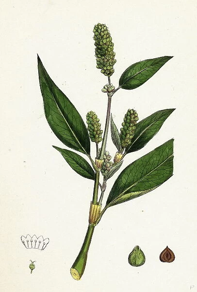 Polygonum lapathifolium, var. genuinum, Glandular Persicaria, var. a