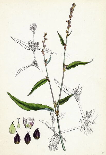 Polygonum mite, Lax-flowered Persicaria