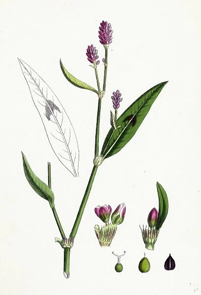 Polygonum Persicaria, var. genuinum, Spotted Persicaria, var. a