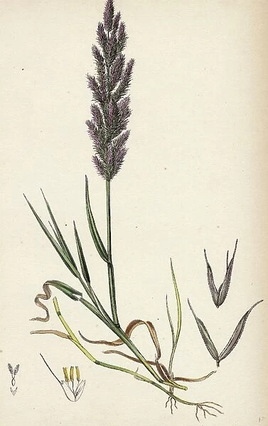 Polypogon littoralis, Perennial Beard-grass