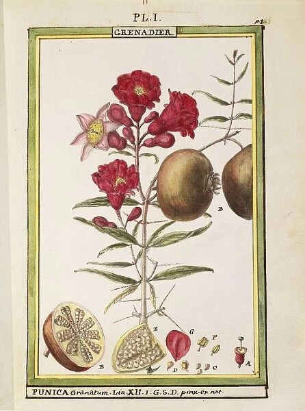 Pomegranate (Punica granatum), watercolour by Delahaye, 1789