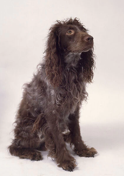 Pont-Audemer Spaniel or Epagneul Pont-Audemer showing wavy brown and white coat, sitting