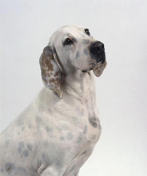 Porcelaine dog, seated