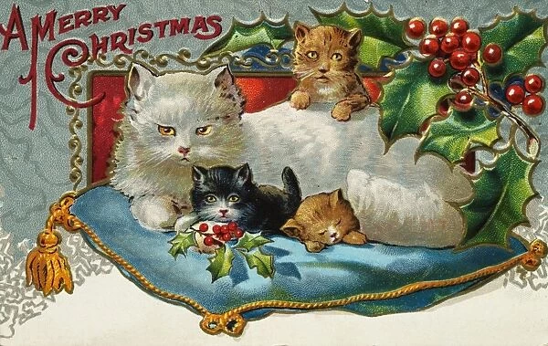 Postcard of Christmas Cats. ca. 1899-1915, A MERRY CHRISTMAS