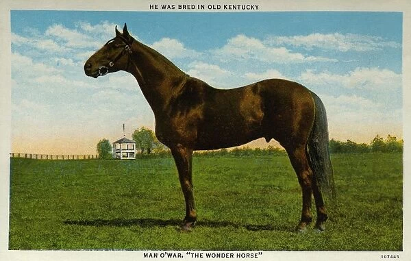 Postcard of Man O War. ca. 1925, MAN O WAR. THE RACE HORSE MARVEL OF AMERICA ran one mile in 1: 35, 4-5, mile and one eighth in 1: 49, 1-5, mile and three eighths in 2: 14, 1-5, mile and one half in 2: 28, 4-5, mile and five eighths in 2ja40, 4-5, won in two years $249, 465. Owned by Samuel D. Riddle, Glen Riddle, Pa