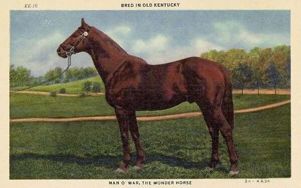 Postcard of Man O War. ca. 1933, BRED IN OLD KENTUCKY. MAN O WAR, THE WONDER HORSE. Kentucky, The Blue Grass State. The breeding place of the countrys finest Race Horses-notably Man O War, The Wonder Horse, an all-time record winner. Today the sire of many of the best racers, chiefly War Admiral, who won the Kentucky Derby, Preakness and Belmont Stakes in 1937