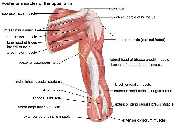 A posterior view of the muscles of the human upper arm