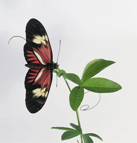 Postman butterfly with its wings wide open. the tips and outer section of the wings are black, then cream and red with one white stripe as the wing meets the body