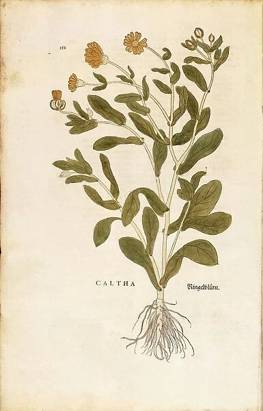 Pot marigold - Calendula officinalis (Caltha) by Leonhart Fuchs from De historia stirpium commentarii insignes (Notable Commentaries on the History of Plants) colored engraving, 1542