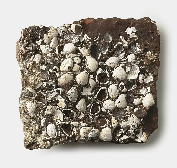 Potamomya plana (River clam) shells on slab, Eocene era