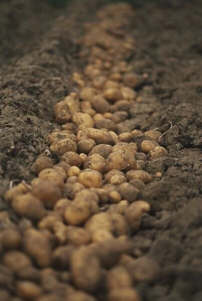 Potatoes on soil, differential focus