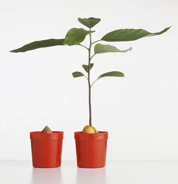 Potted avocado plants in red plastic pots; thriving young plant with long stem and large leaves