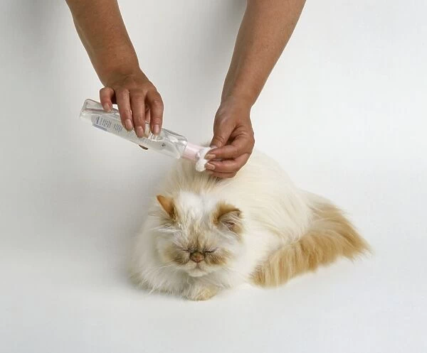 Pouring baby oil onto cotton wool above head of cream colourpoint Persian cat