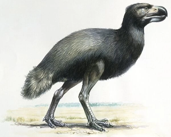 Prehistoric birds, Cenozoic era (Paleocene, Oligocene), Dyatrima, illustration