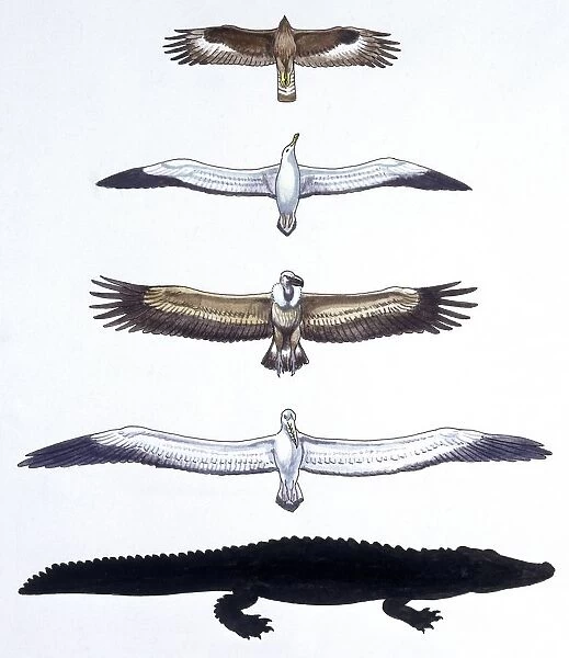Prehistoric birds, comparison of wings of two prehistoric birds (Teratornis incredibilis and Osteodontornis) and two extinct birds (eagle and albatross), illustration