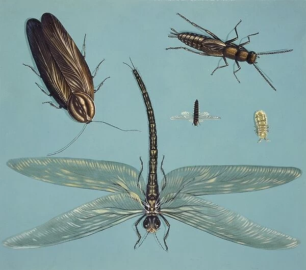 Prehistoric insects, illustration