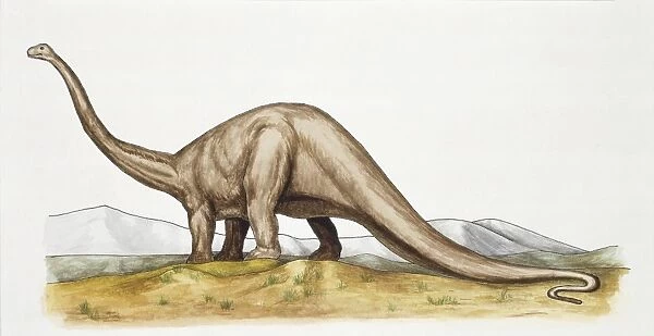 Prehistory, Jurassic period, Dinosaurs, Diplodocus, Illustration