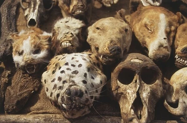Preserved animals heads and skulls