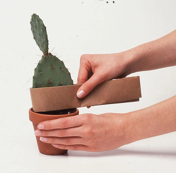 A prickly pear cactus Opuntia being carefully removed from its pot with the aid of a piece of folded brown paper