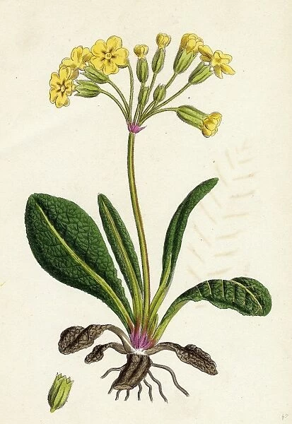 Primula officinali-vulgaris, Cowslip Oxlip