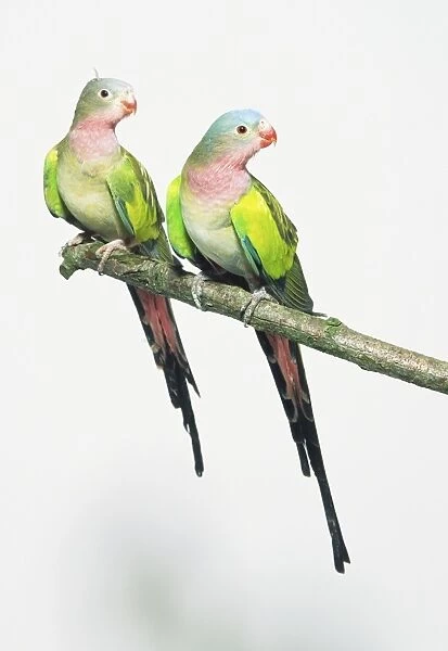 Two princess parakeets (polytelis alexandrae)