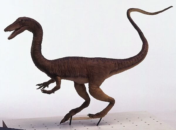 Profile of Coelophysis dinosaur, looking forward