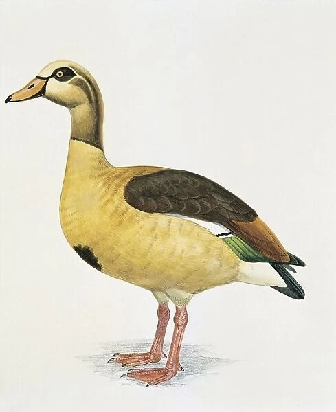 Side profile of an Egyptian goose (Alopochen Aegyptiacus)