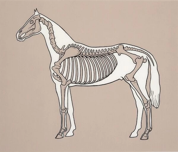 Side profile of a horse skeleton
