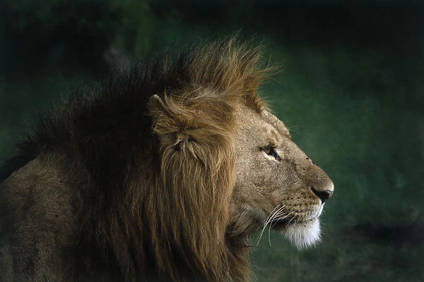 Side profile of Lions head and mane