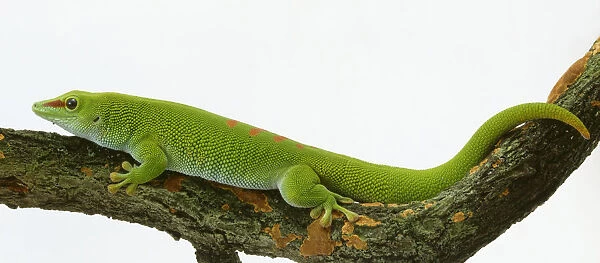 Profile of a Madagascar Day Gecko, Phelsuma madagascariensis