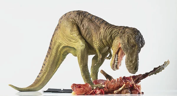 Profile of model of a Suchomimus dinosaur, crouching, tail raised, mouth open