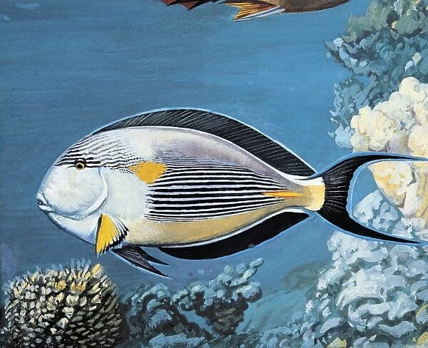 Side profile of a sohal surgeonfish swimming underwater (Acanthurus Sohal)