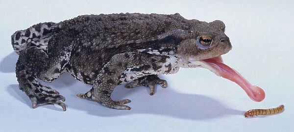 Profile of toad with tongue out to pick up worm