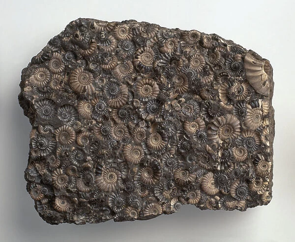 Promicroceras ammonites fossilised in limestone rock