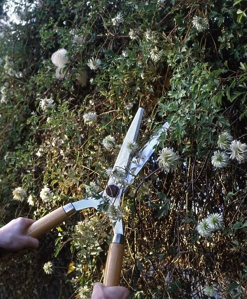 Pruning Clematis tangutia with shears, plant showing autumn seedheads, close-up