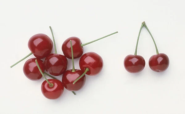 Prunus cerasus Morello (Morello cherry), ripe red cherries