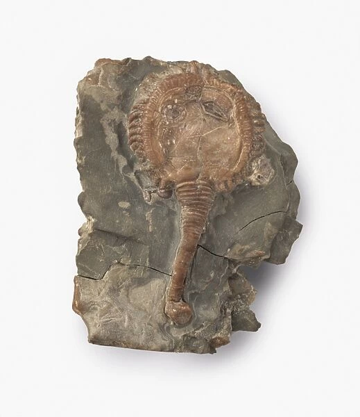 Pseudocrinites magnificus, cystoid fossilized in Wenlock limestone, featuring rhombic respiratory pore