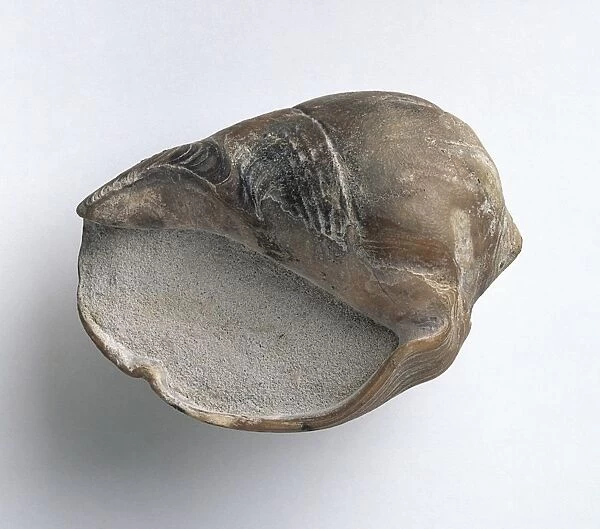 Pseudoliva laudunensis (False olive) shell, Eocene era