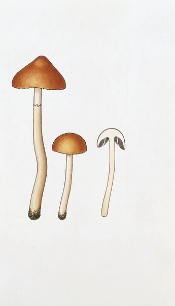 Psilocybe ericaceae with cross section, illustration