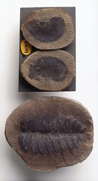 Pteridosperms - Paripteris: Compression fossil in ironstone nodule