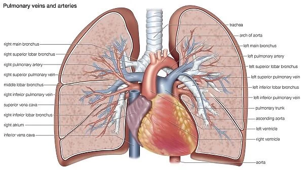 Pulmonary veins and arteries