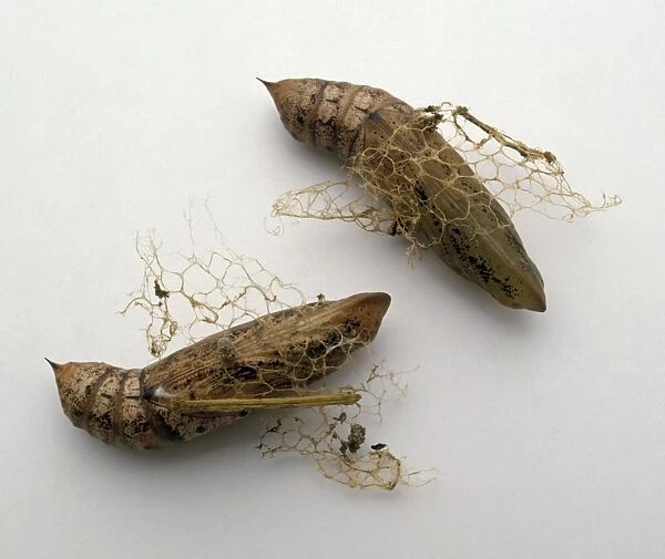 Two pupae of the Silver-striped Hawk-moth (Hippotion celerio) in silk webs