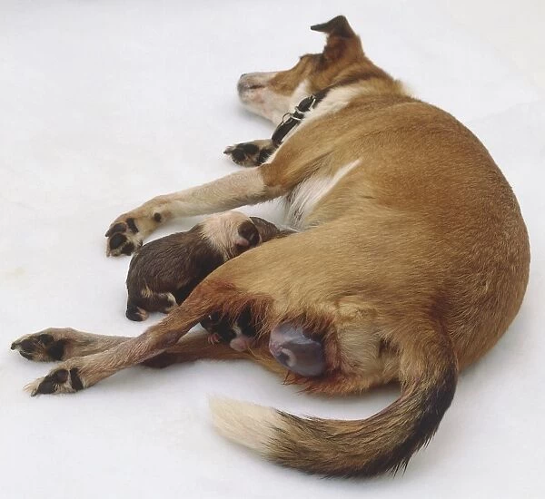 A puppy emerges tail first in its protective birth sac from its tan and white mother lying on her side with another puppy already nestling under her belly