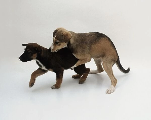 Puppy play-mating submissive puppy