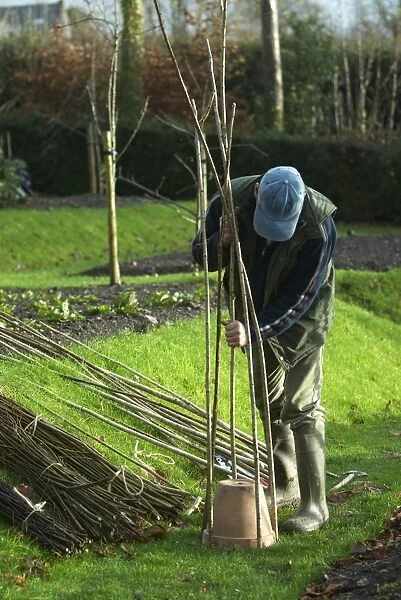 Pushing hazel rods into the grass around a pot to create a willow wigwam
