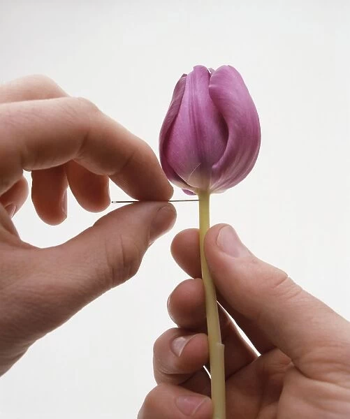 Putting pin through tulip stem to remove airlock (conditioning tulips), close-up