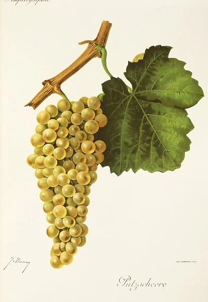 Putzscheere grape, illustration by J. Troncy
