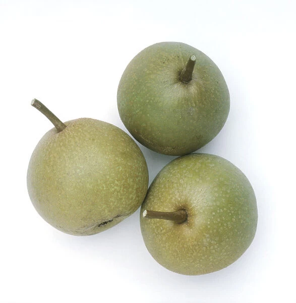 Pyrus communis Josephine de Malines (Josephine de Malines pears), three pears