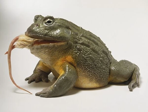 Pyxicephalus adspersus, African Bullfrog eating mouse, side view